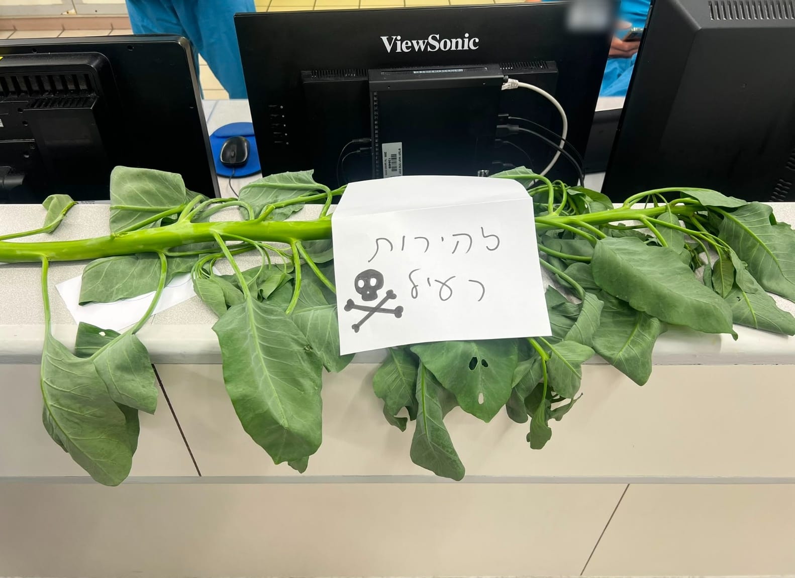 Wild Plant Poisoning Sends Two Men to Rambam ICU